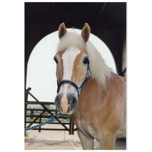 Breyer Traditional 1415 Strikey - RDA 40th Anniversary Winner